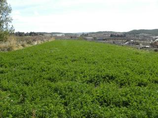 Terreny residencial a Caravaca de la Cruz. Parcela en venta en caravaca de la cruz