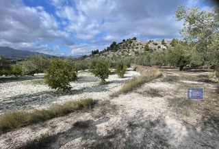 Terreny residencial a Penàguila