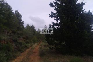 Finca rústica a Torrelles de Foix. Torrelles de foix  finca de 80.000 m2 para montar un camping, un