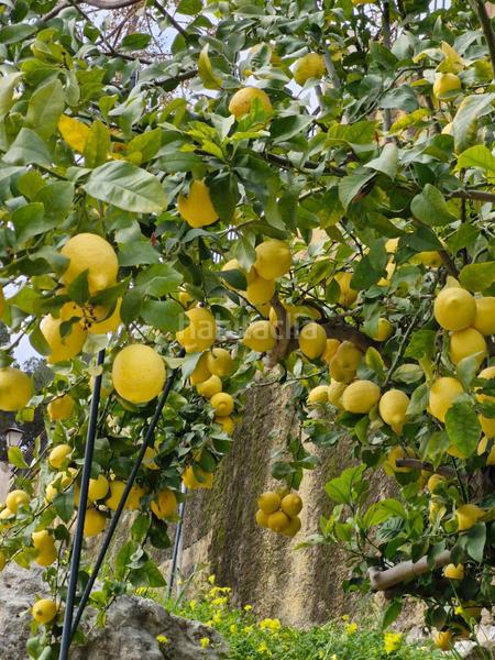 Foto 1c1ab463-a604-44c2-a711-7244060dd8c1. Chalet with parking in Barx