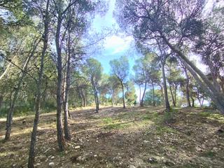 Terreny residencial a Tibi. Parcela de 873 m2 en la fase a de finca terol