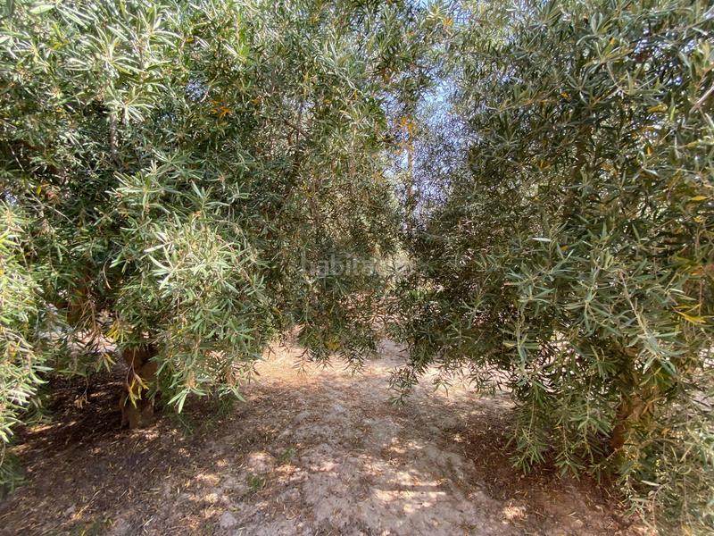 Foto da62446c-1edf-4564-a203-be012e91f1e9. Chalet in Cañada del Fenollar Alicante