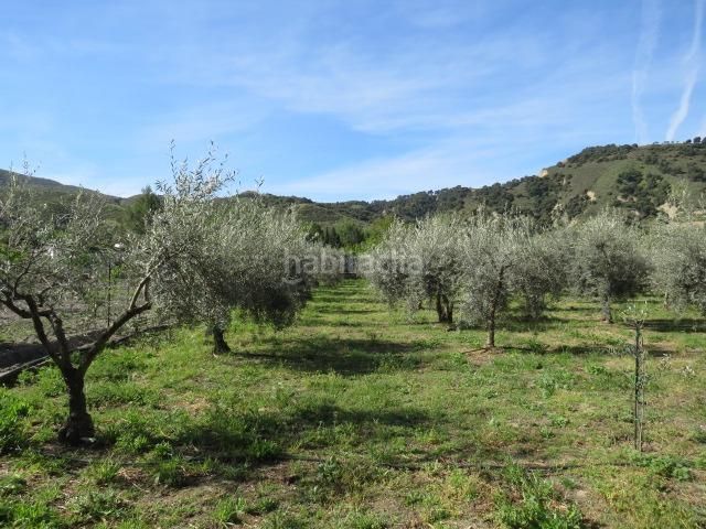 Foto 3749480a-079f-4023-b3eb-de2919f2400b. Finca rústica a Cenes de la Vega