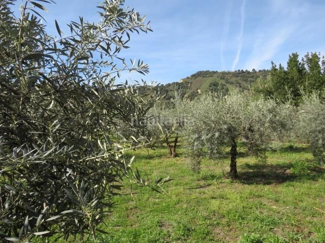 Foto df64fea2-818f-450a-9d1a-fa73a425f5af. Finca rústica a Cenes de la Vega