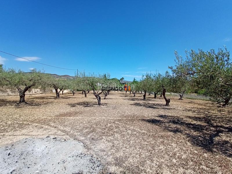 Foto 863d2023-bcb3-496f-8ae6-178c7af46ca1. Casa amb piscina a Santa Ana Ontinyent