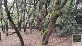 Terreny residencial a Viladrau. Parcela ideal para instalar casa de madera ecológica