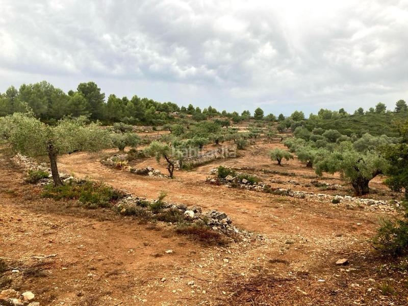 Foto 7f1494ee-ae39-45c4-9363-a046dd4181b2. Terreno residencial terreno rústico en venta en vall d´alba. en Vilafamés
