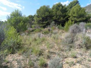 Terreno residencial en 5 - CONILLER