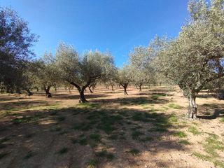 Terreny residencial  Rens. Terreno rústico en venta en cervera del maestre.
