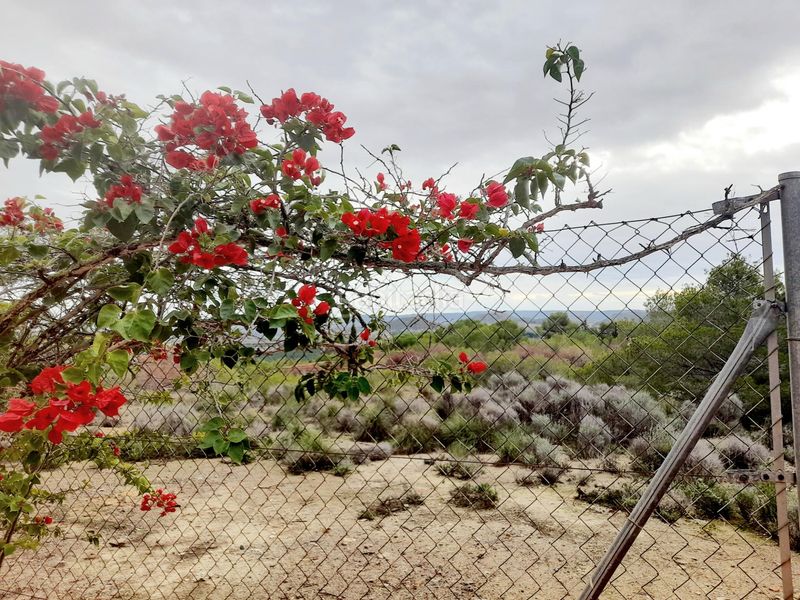 Foto 1738c002-72f7-4d7a-a6b8-d09f797ef7c9. Masia amb piscina a Cañadas de San Pedro Murcia