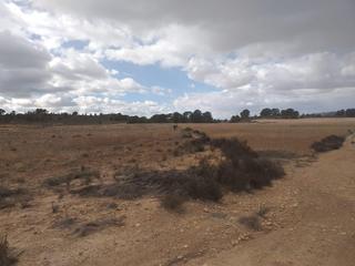 Finca rústica en Polígono 88 parcela 156 chamalet. jumilla (murcia 88. Dos parcela urbanizable en paraje chamaneta con posibilidad de c