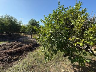 Finca rústica a Aljucer