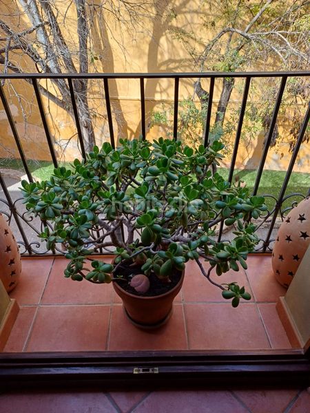 Foto ddaaf7c4-7fb1-4753-aaff-a90df706ade9. Apartament a Centro Urbano Dénia