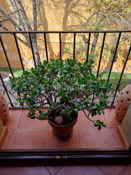 Foto ddaaf7c4-7fb1-4753-aaff-a90df706ade9. Appartement dans Centro Urbano Dénia