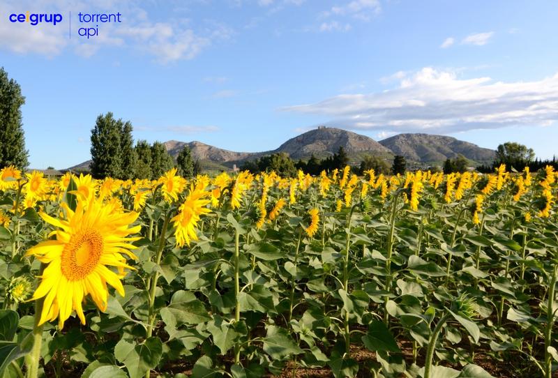Foto 3c6cd7ae-dec1-44e9-8e36-9c6a64597290. Planta baixa a Torroella de Montgrí