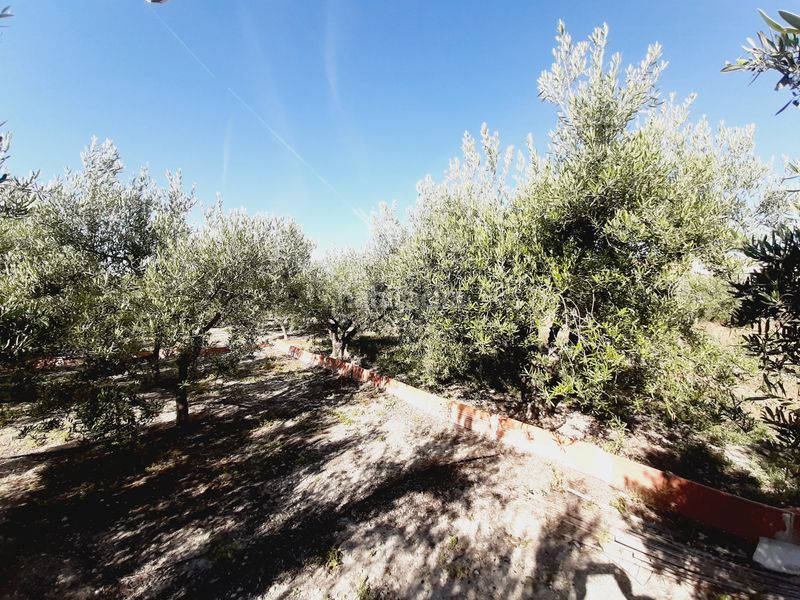 Foto 937a7108-1ea8-422d-88d0-c69c87087721. Finca rústica a Mula