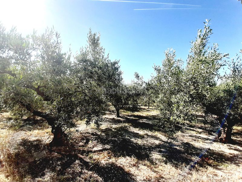Foto b25283f6-37de-4ed7-9de5-231f2ee72b3b. Finca rústica a Mula