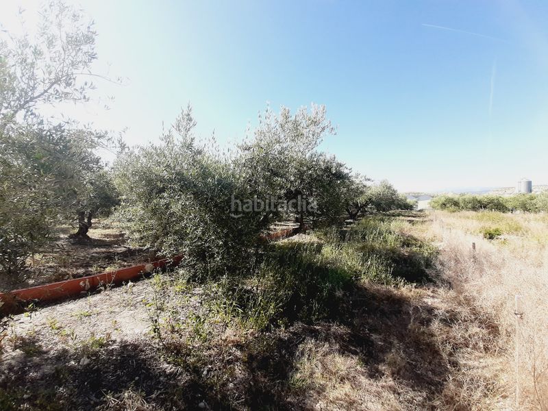Foto ea0b1dc5-cb18-4263-9e16-6aca689349c0. Finca rústica a Mula
