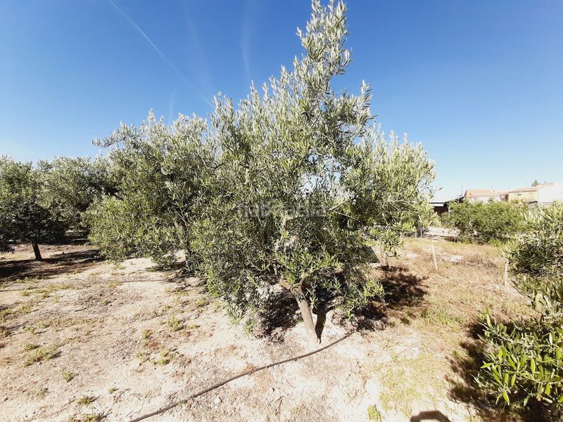 Foto eb3eaaad-cd57-419e-a2f2-47a26eaacd4e. Finca rústica a Mula