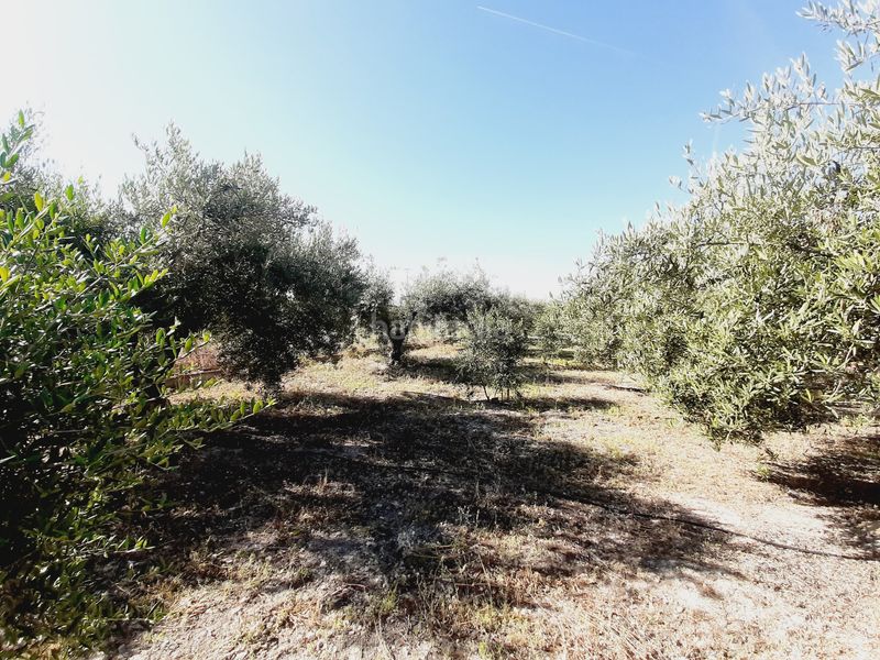 Foto f74db767-0fc7-433e-a708-d732ef439155. Finca rústica a Mula