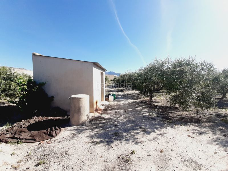Foto f8514f66-7e54-425d-bb61-784ae9031da1. Finca rústica a Mula