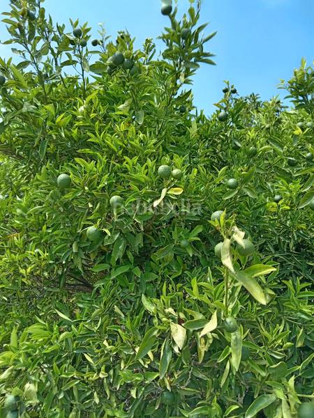 Foto 9bc10d72-de91-4db7-a61f-c4d6e76eee76. Xalet a camí de l'oliva 20 a Benichembla