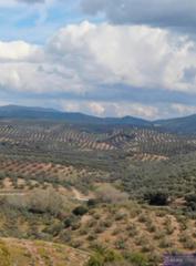 Casa a Calle albanchez de magina 1. Se vende masia con terreno de olivos