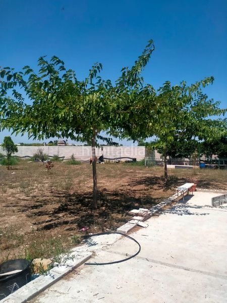 Foto ad9f4cbb-0e4f-4f9d-90cc-439b843a5451. Masía en cami de les marjaletes 3 se vende casa rustica en Oliva