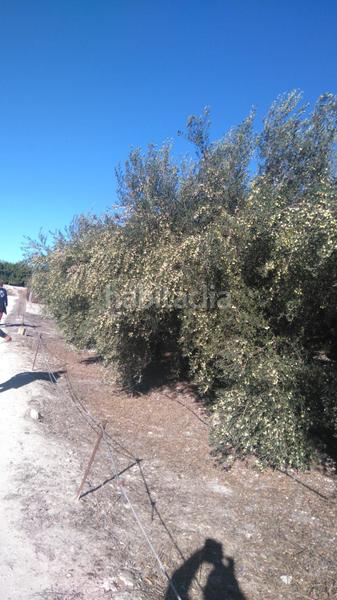 Foto 3c6a60a1-8b80-4c41-ae75-6e4ddcee63d3. Rural plot in Benicolet