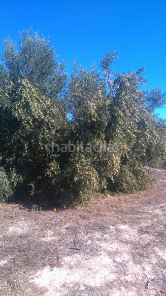 Foto 4f7adf6c-4ae3-42a7-9127-d23b7dc53d84. Rural plot in Benicolet