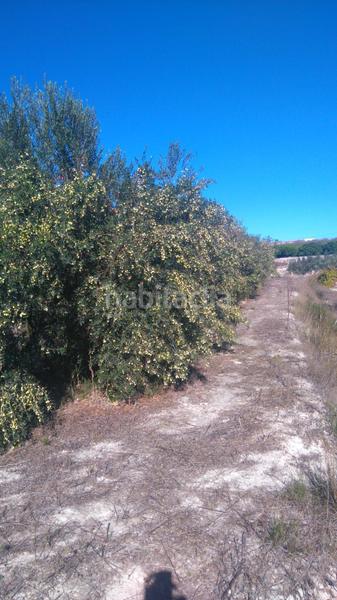 Foto 7d88cca5-6652-4e21-bfda-d271f7f6220c. Rural plot in Benicolet