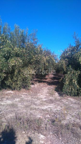 Foto cf830e46-b604-47ab-8822-988b242324b2. Rural plot in Benicolet