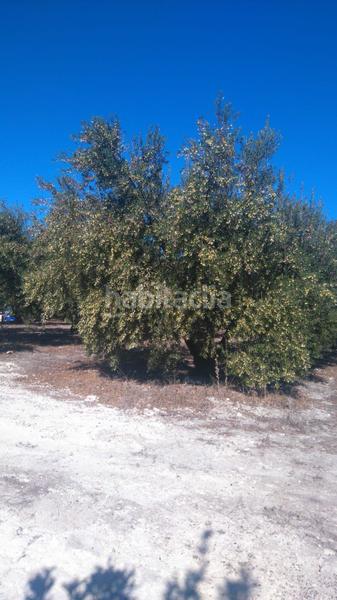 Foto e2388f97-5e58-42ae-a75c-34ca589d8ebd. Rural plot in Benicolet