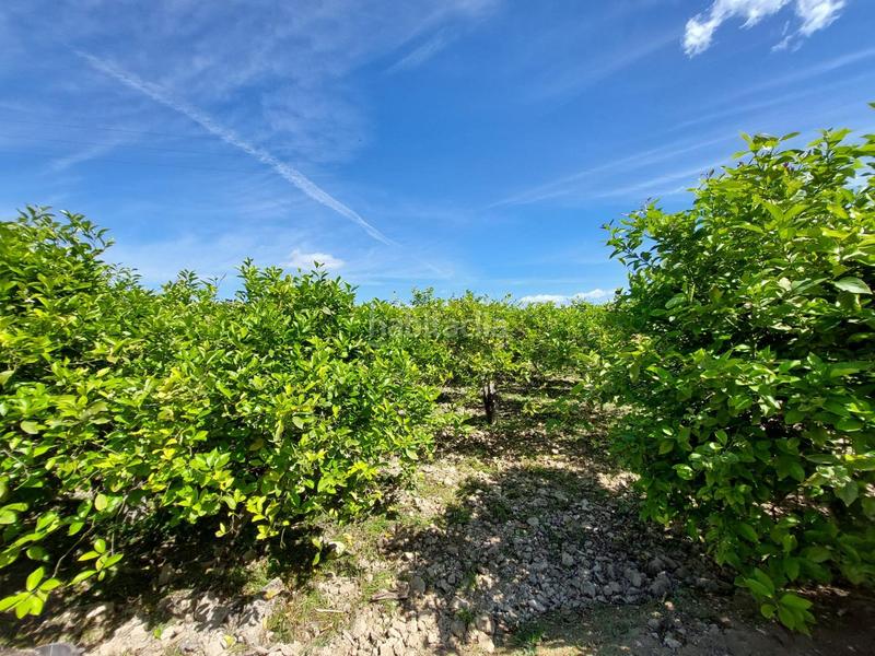 Foto 116ab15a-e072-4421-ba3b-b5e6b9524130. Fondo rustico in Los Ramos Murcia