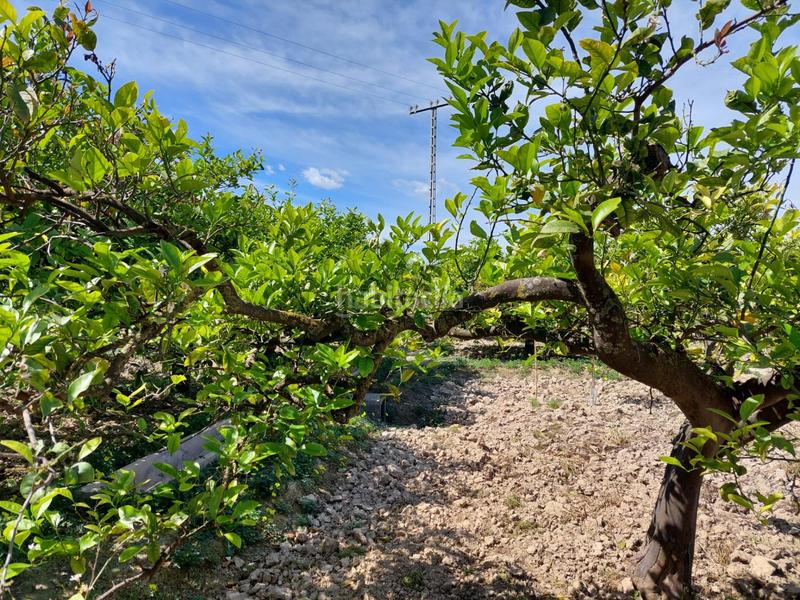 Foto 68e8bbd8-2906-4a85-b0ad-d54b2f08cb31. Fondo rustico in Los Ramos Murcia