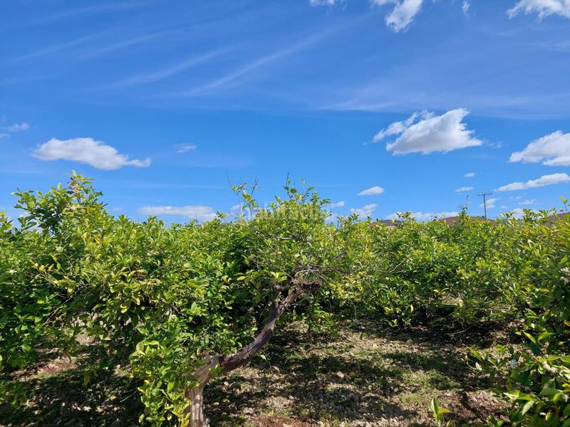 Foto 9e549682-a1de-4918-8364-5ec0cc60b34c. Fondo rustico in Los Ramos Murcia