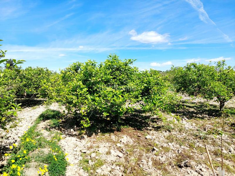 Foto c83bbac1-9bf6-40a5-89b8-0e0c9f41450d. Fondo rustico in Los Ramos Murcia