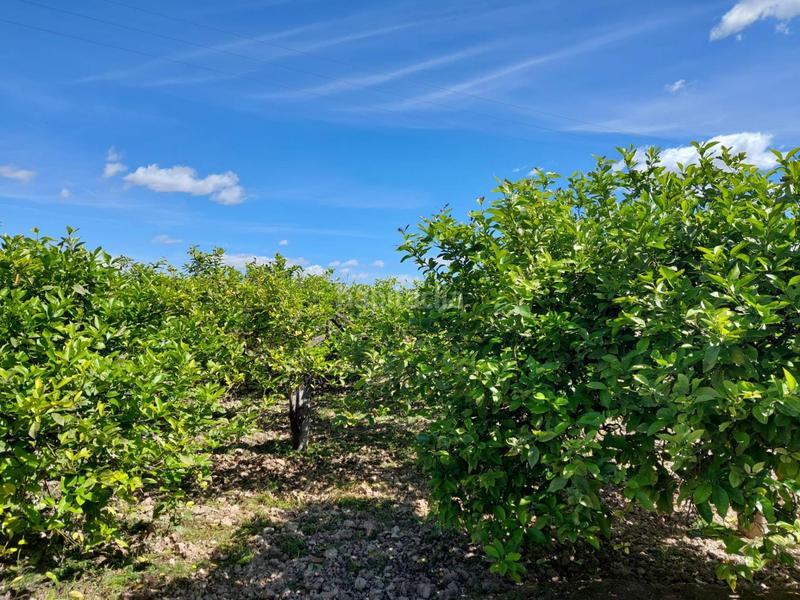 Foto dae2d9db-9422-419b-b01e-57fb89e32282. Fondo rustico in Los Ramos Murcia