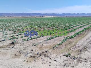 Terreno residencial en Campillo. Parcela en carretera de la almenara a 3,5 km del centro comercia