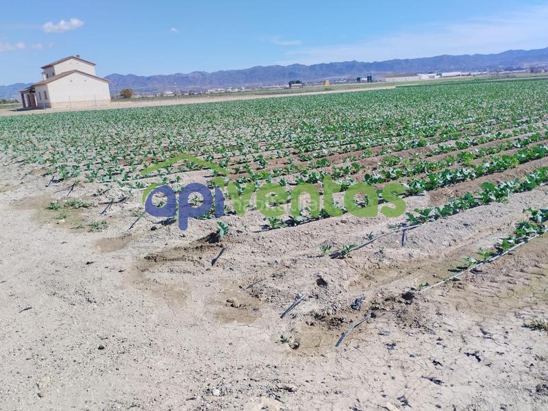 Foto 38fda066-ebfc-4250-a31d-cb9015cc56a4. Terreny residencial a Campillo Lorca