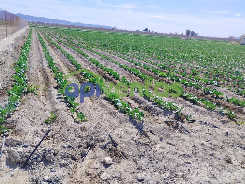 Foto 3d3e5078-6d9f-436e-b7fa-d98602f23a71. Terreny residencial a Campillo Lorca