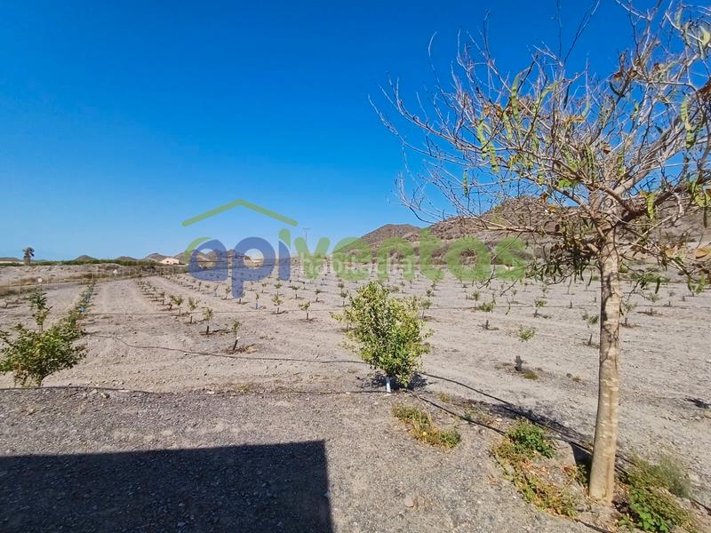 Foto 0f655109-892f-410d-8e52-d981db239ff5. Finca rústica a Calabardina Águilas