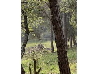 Finca rstica  El remei. Terreno rstico en castell darosagar