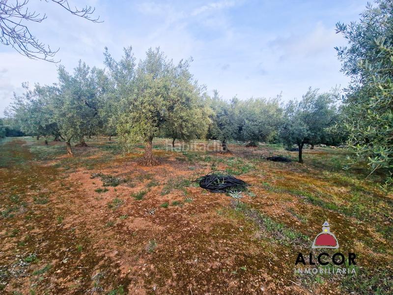 Foto 2506a5b7-e692-4f12-a261-73d52f4999eb. Country house in Cálig