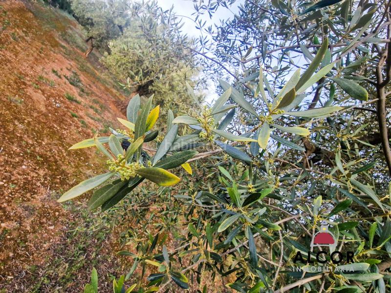 Foto 548a5970-2d66-4509-b8a3-93af1431518d. Country house in Cálig