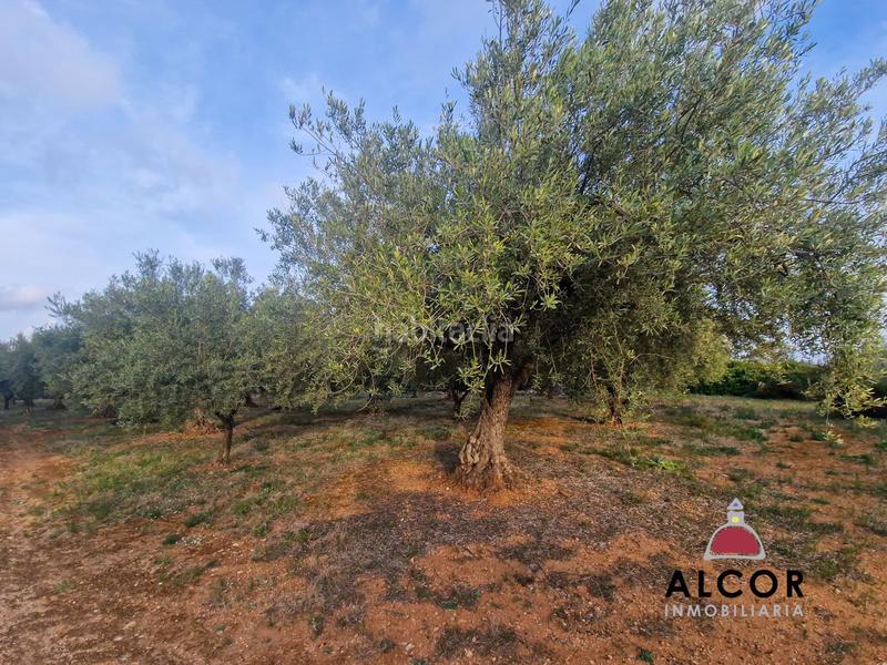 Foto 5ee30fc6-d870-40a1-8ebf-b54887e08592. Country house in Cálig