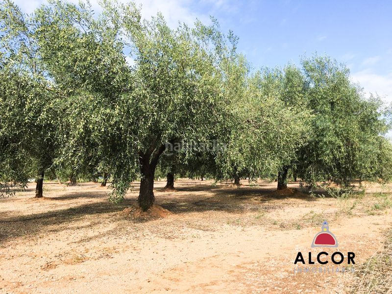 Foto 449d67e5-3761-422b-9b81-a0f4d18bb06f. Masia a San Jorge