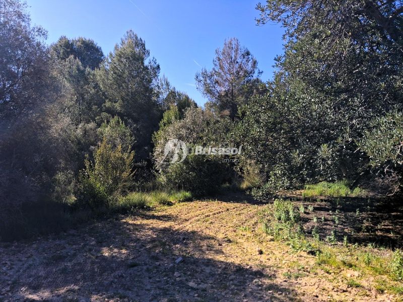 Foto 5ba4dcea-9422-47a0-8c81-65c9befcba33. Finca rústica a Secuita (La)