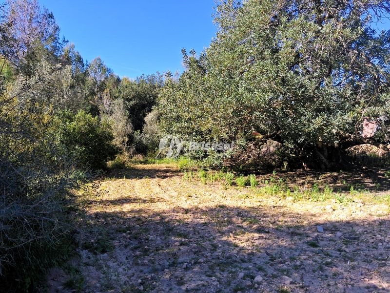 Foto 9b736dd1-55e8-48af-a643-1f02f092a10d. Finca rústica a Secuita (La)