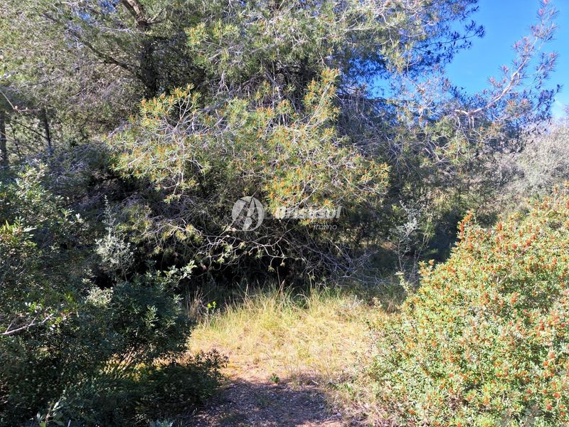 Foto d10816f8-9d45-4bc2-8609-4670f2f46477. Finca rústica a Secuita (La)